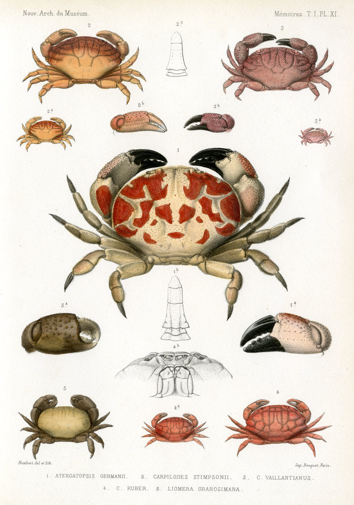 Detail of Crabs by Alois Humbert