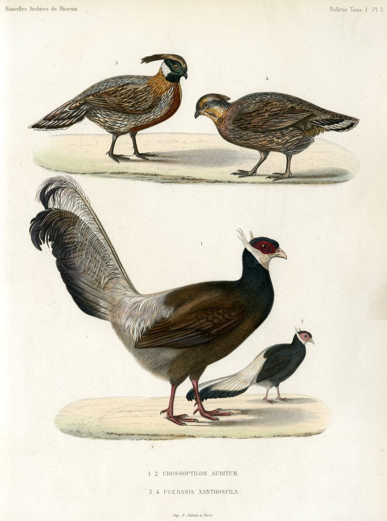 Detail of Blue eared pheasant and Koklass pheasant by unknown