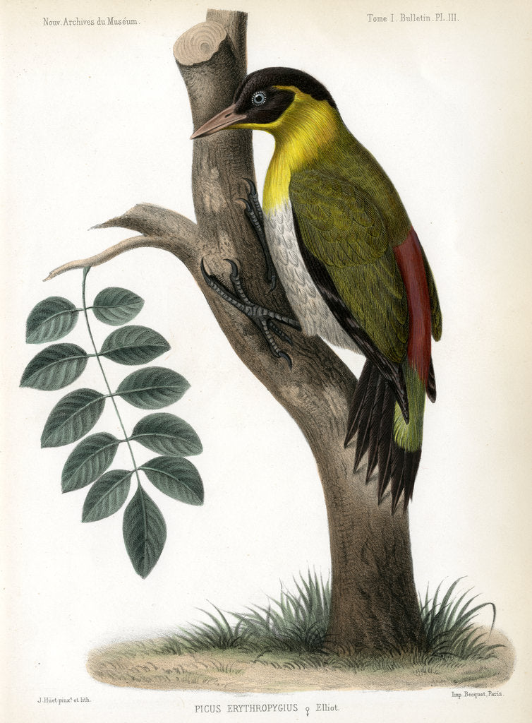 Detail of Black-headed woodpecker by J Huet