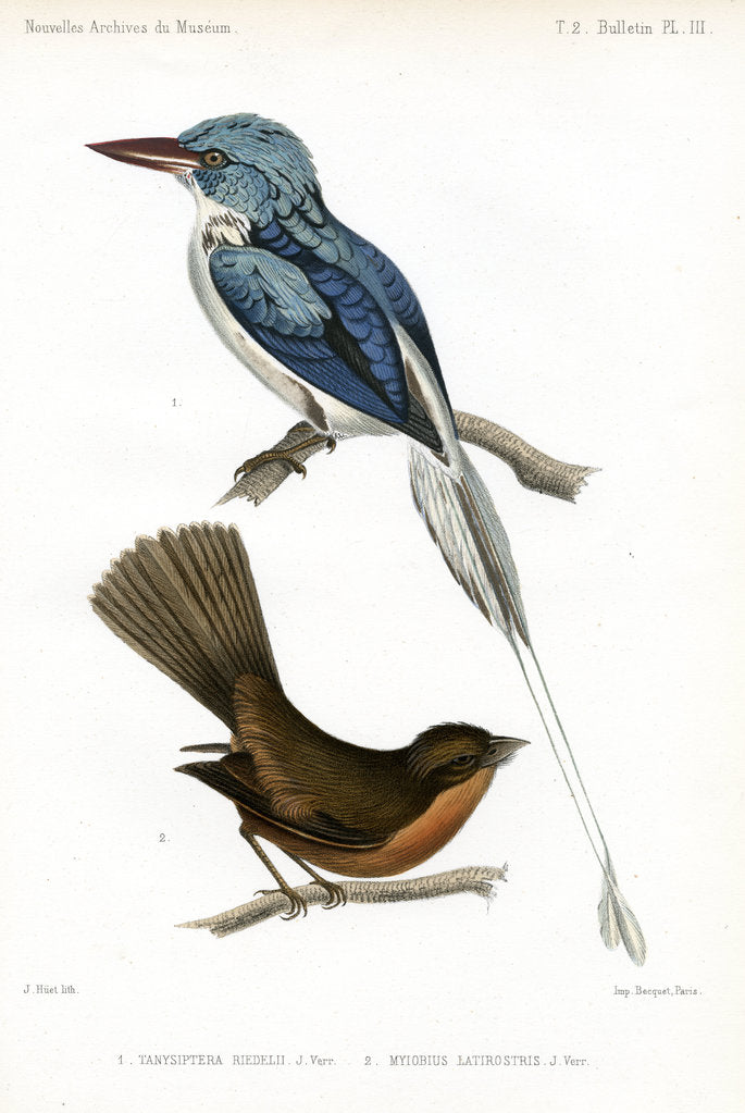 Detail of Biak paradise kingfisher and Lesser Antillean pewee by J Huet