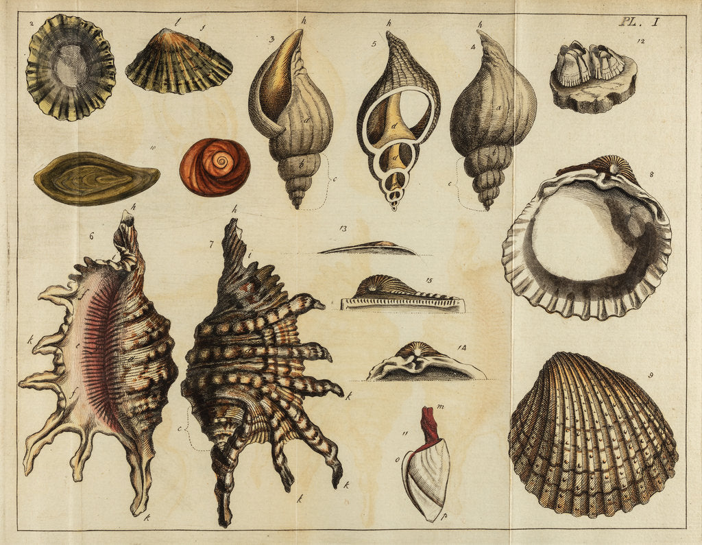 Shell specimens by Peter Brown