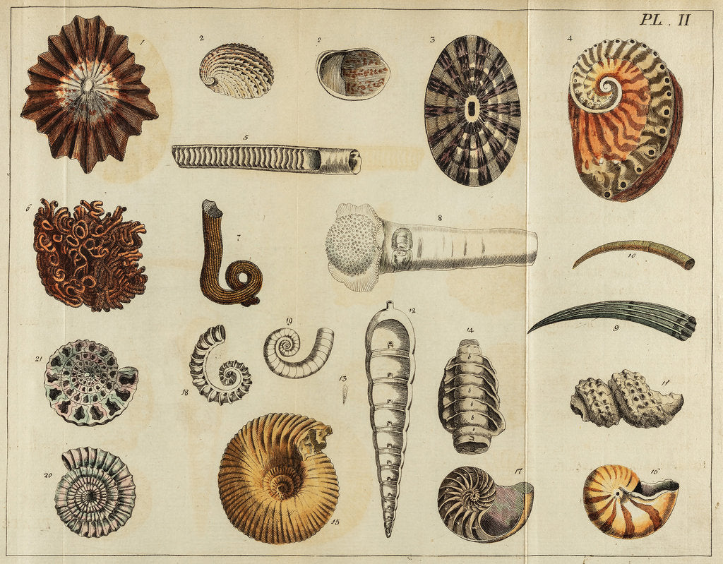 Detail of Shell specimens by Peter Brown