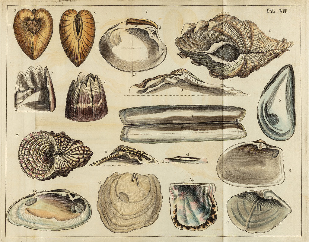 Shell specimens by Peter Brown