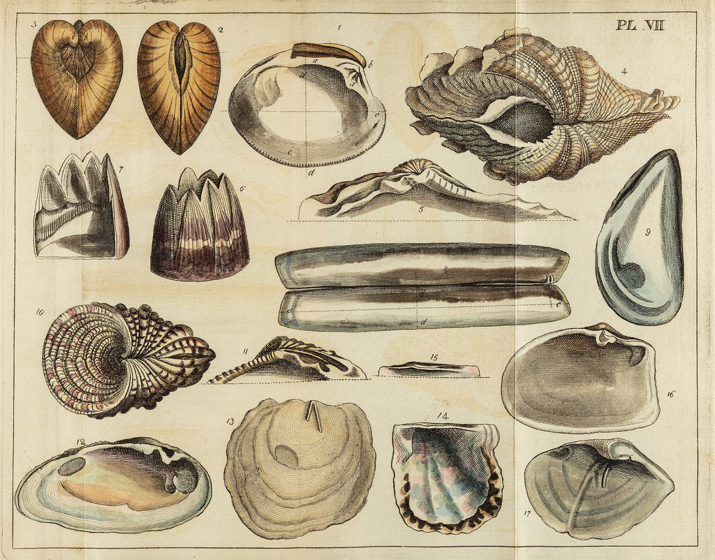 Large Shell Specimens Shell specimens posters & prints by Peter Brown