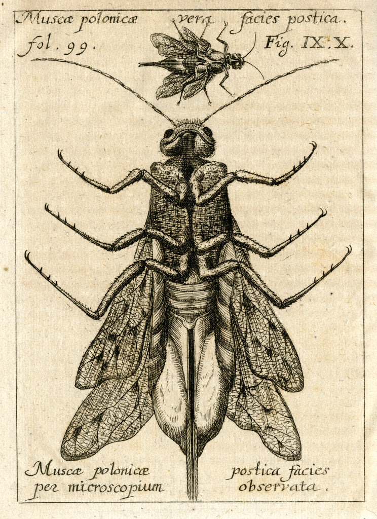 Muscae polonicae' by Unknown