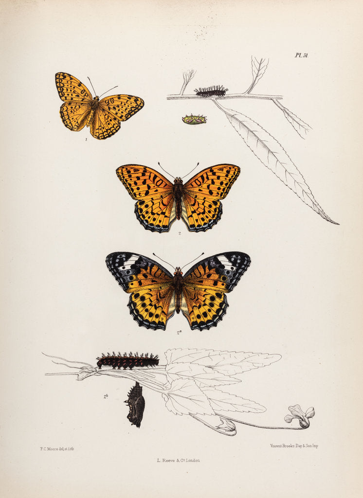 Detail of Butterflies and caterpillars by Frederic C Moore