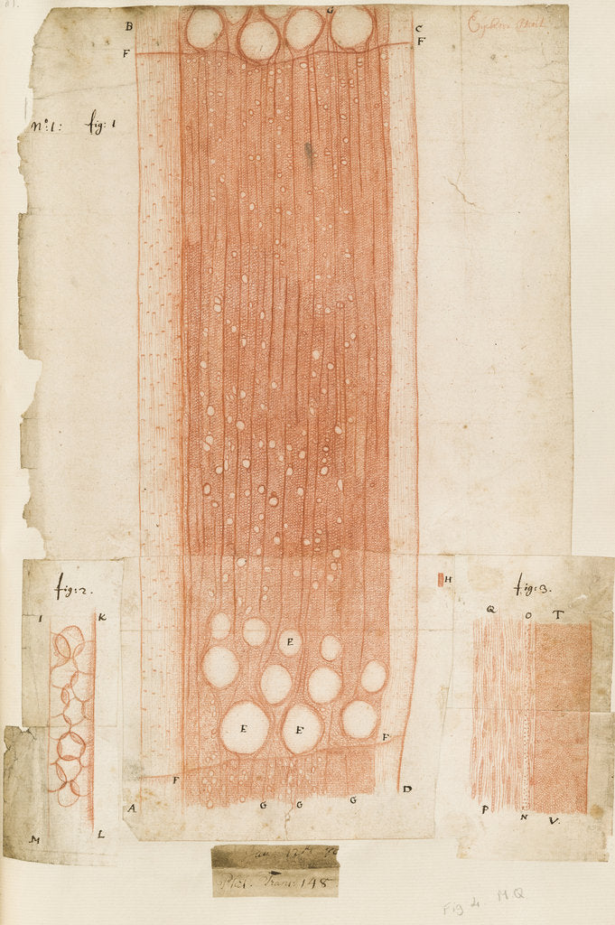 Oak wood sections by Antoni van Leeuwenhoek