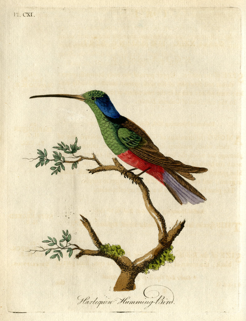 ‘Harlequin humming-bird’ by John Latham