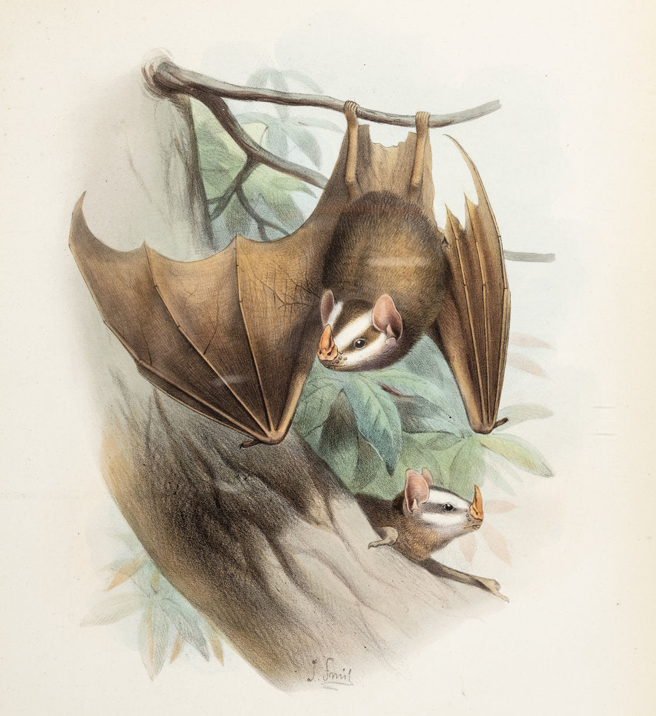 Salvin's big-eyed bat by Joseph Smit