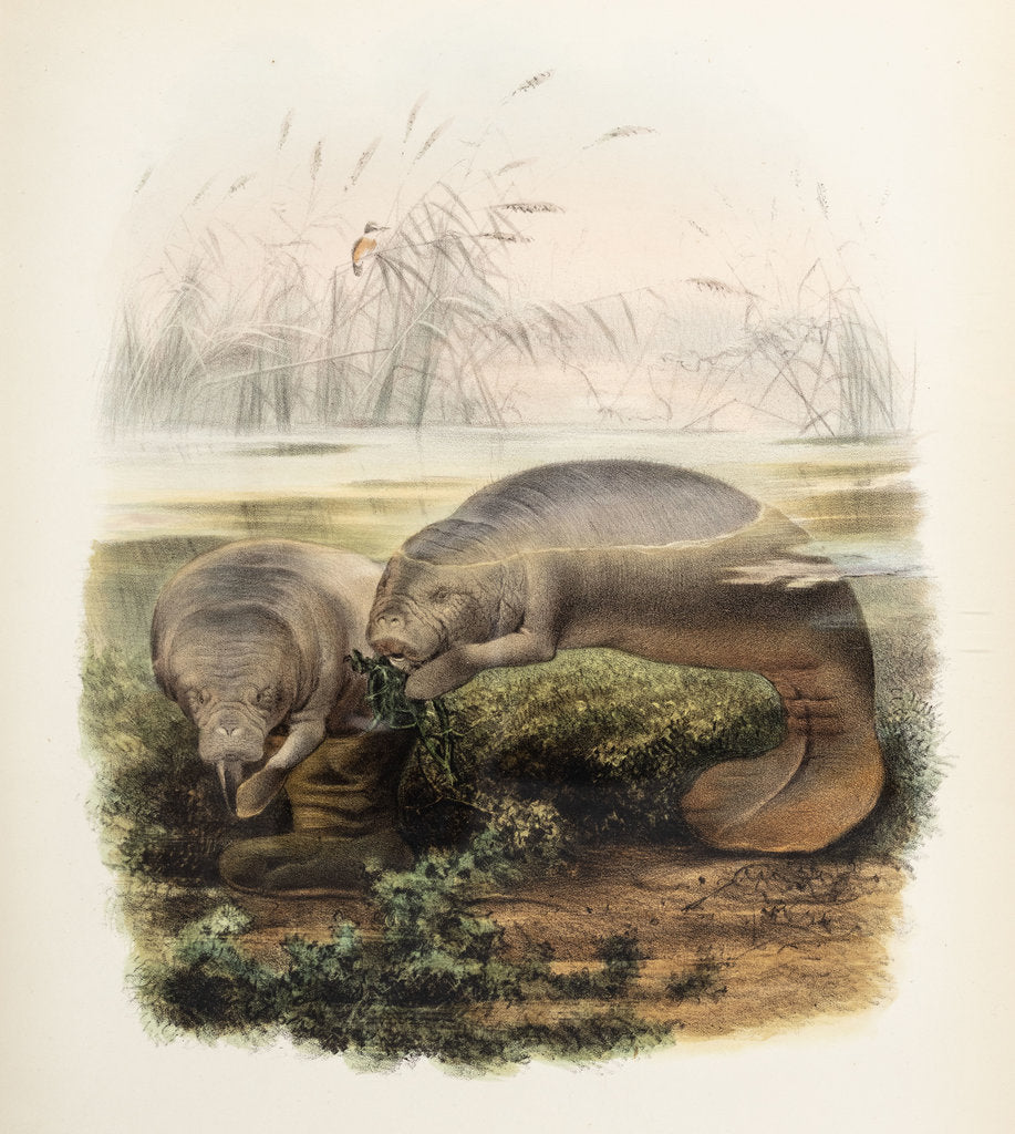 Detail of Manatees by Joseph Smit