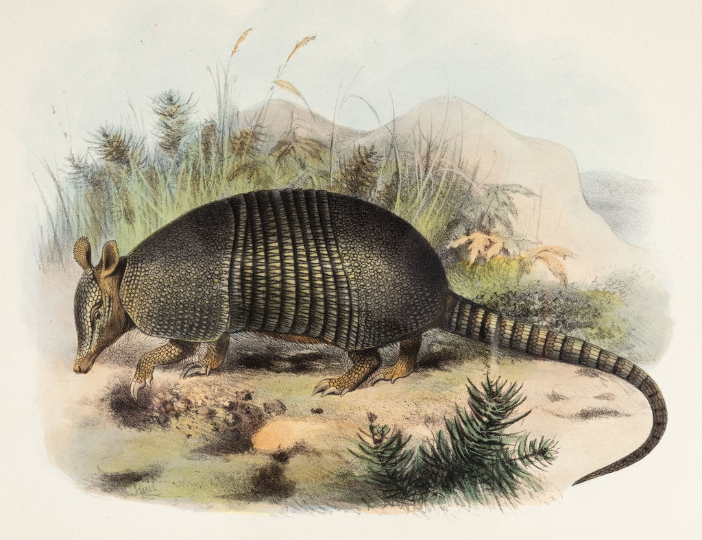 Detail of Nine-banded armadillo by Joseph Smit