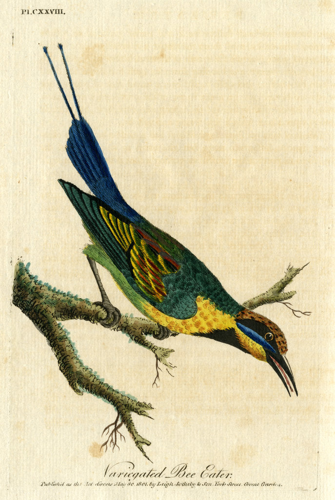 Detail of ‘Variegated bee eater’ by John Latham