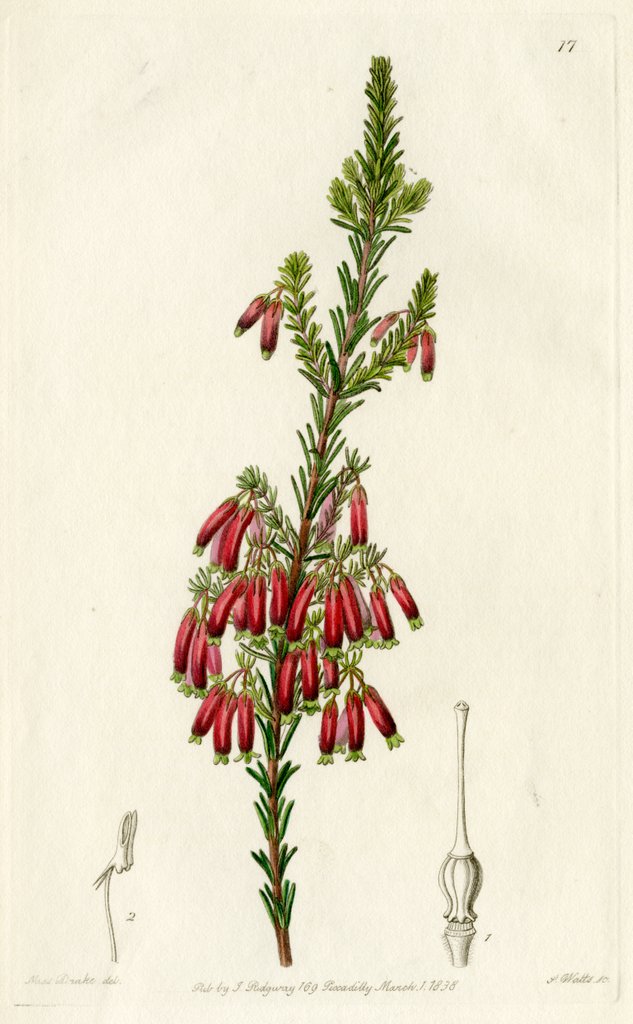 Detail of Red heath by S Watts