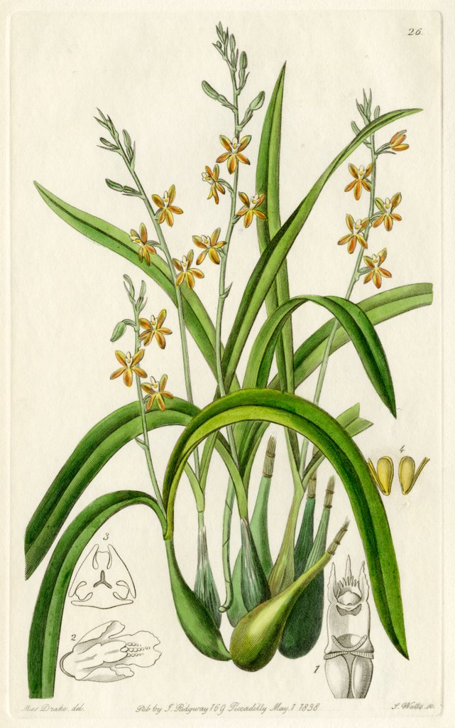 Detail of Ochre yellow prosthechea by S Watts