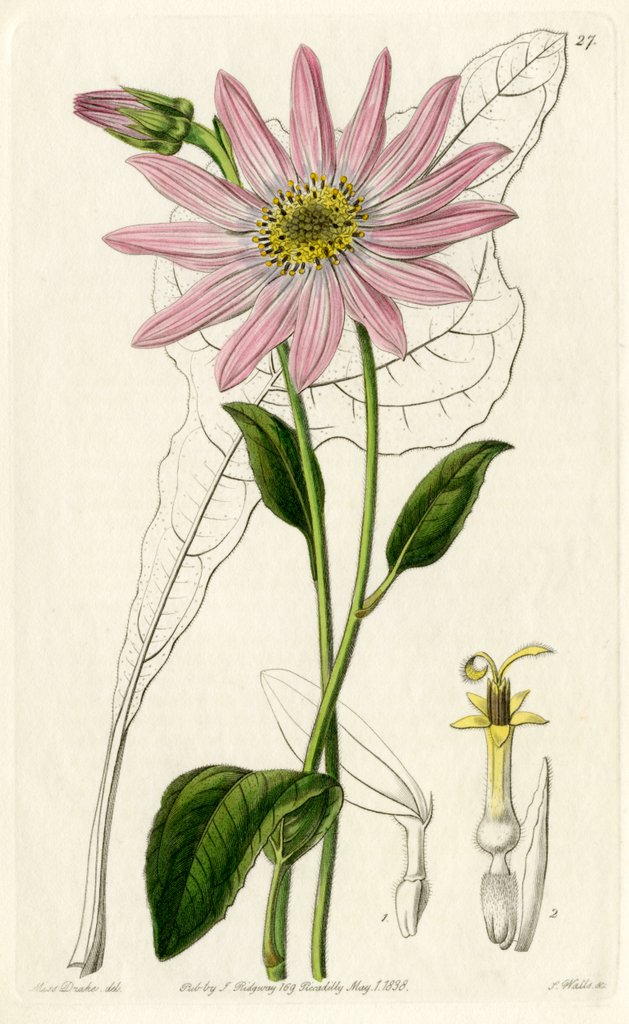 Detail of ‘Mr. Dickson’s echinacea’ by S Watts
