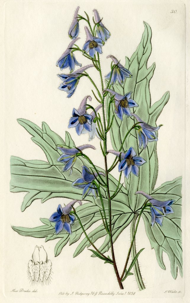 ‘Loose-flowered larkspur’ by S Watts
