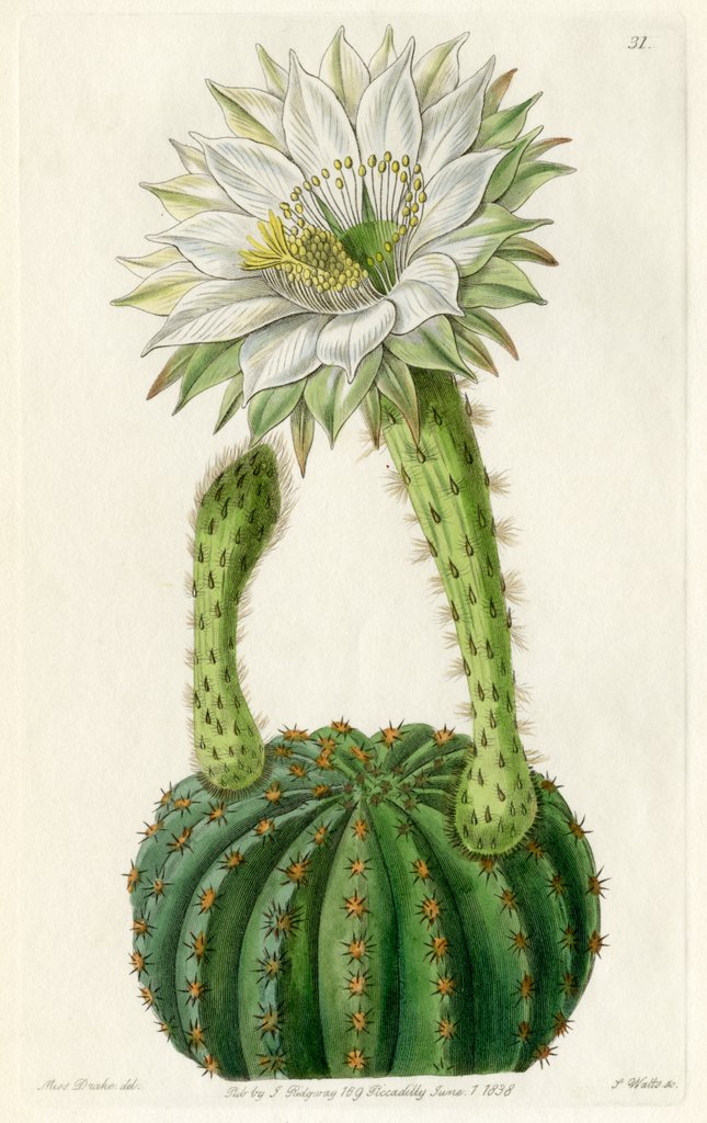 Detail of Echinopsis cactus by S Watts