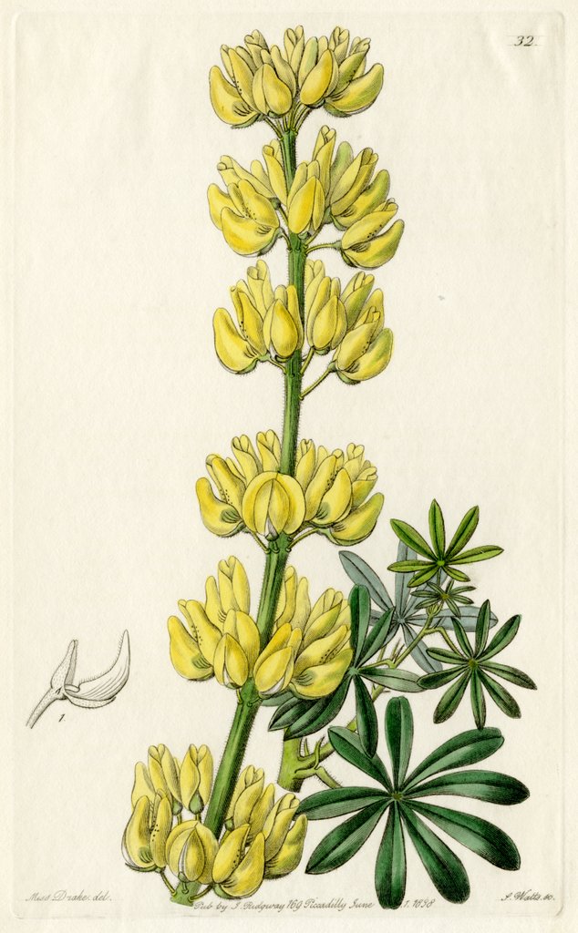Detail of Yellow bush lupine by S Watts