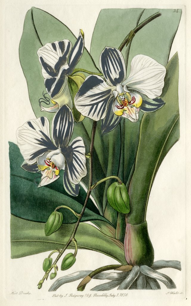 Detail of Moon orchid by S Watts