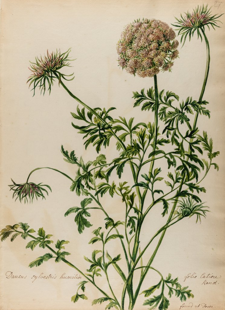 Detail of 'Daucus sylvestris' by Jacob van Huysum