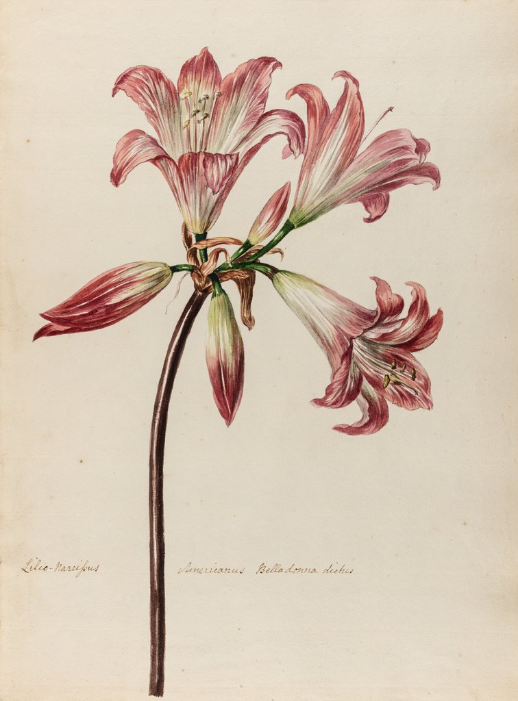 Detail of 'Lilio- Narcissus Americanus Belladonna' by Jacob van Huysum