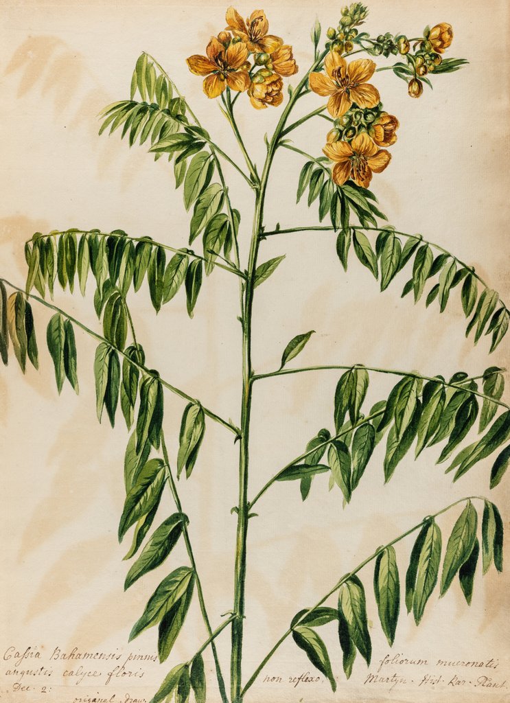 Detail of 'Cassia Bahamensis' by Jacob van Huysum