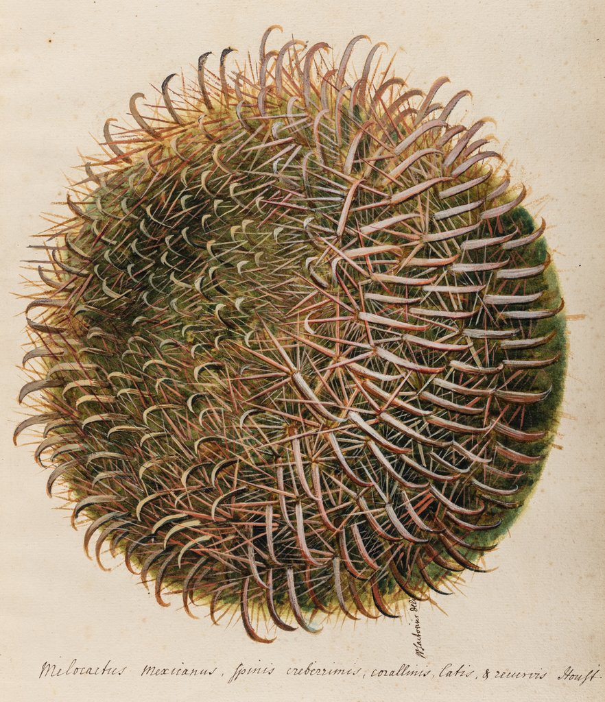 Detail of 'Melocactus Mexicanus' by William Sartorius