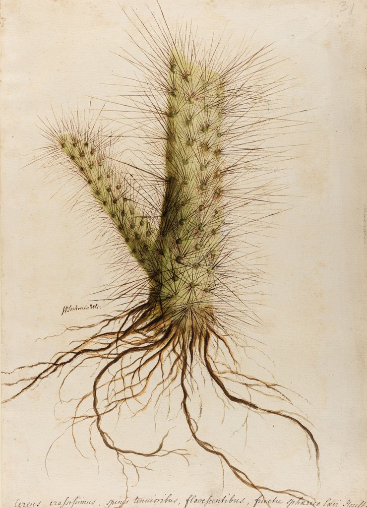 Detail of 'Cereus crassissimus' by William Sartorius