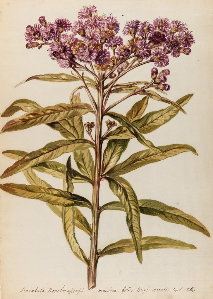 Detail of Perennial specimen by Jacob van Huysum