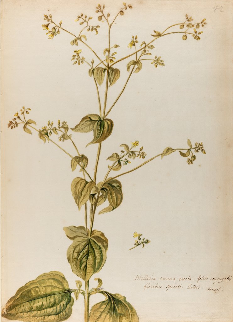 Milleria specimen by Jacob van Huysum