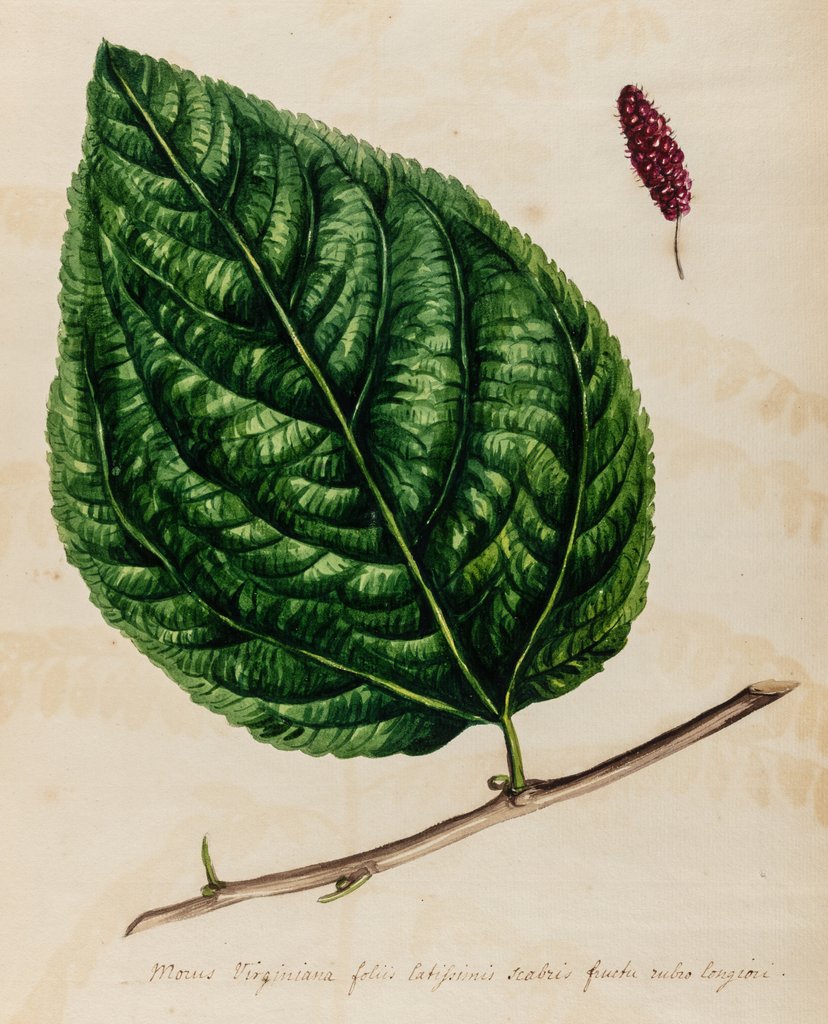 Mulberry specimen by Jacob van Huysum