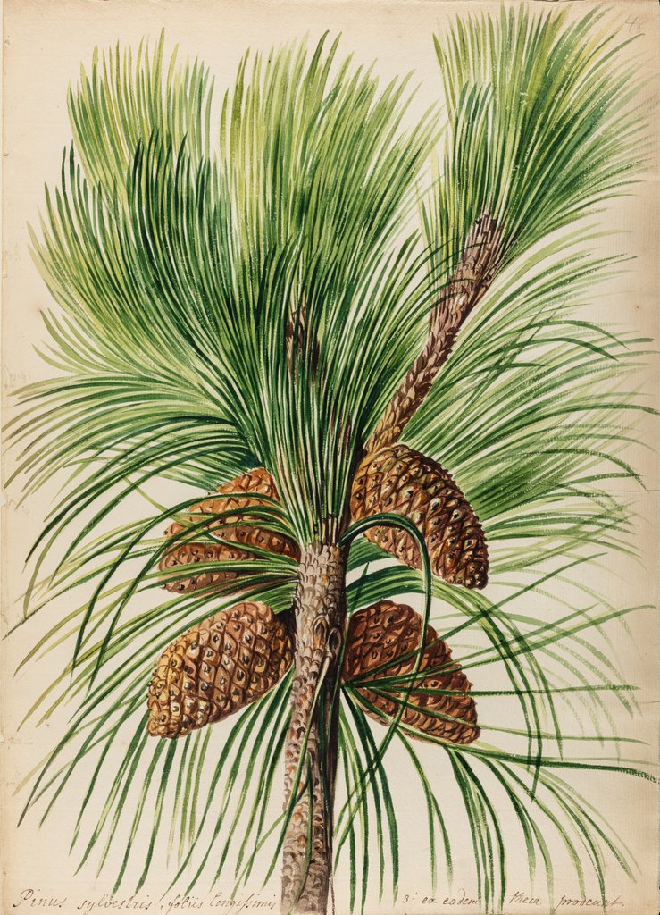 Detail of Scots pine specimen by Jacob van Huysum