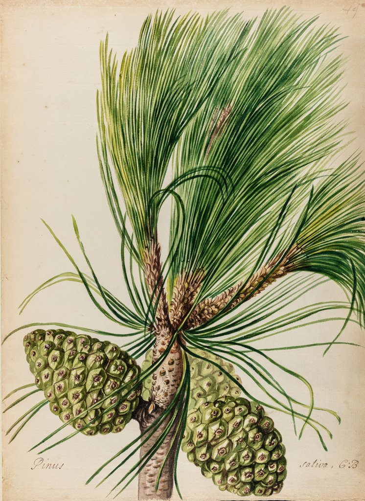 Stone pine specimen by Jacob van Huysum