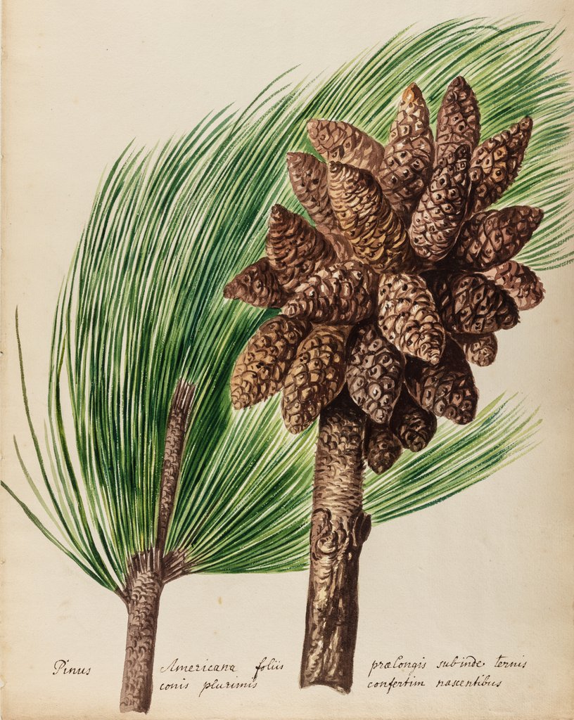 Detail of American pine specimen by Jacob van Huysum