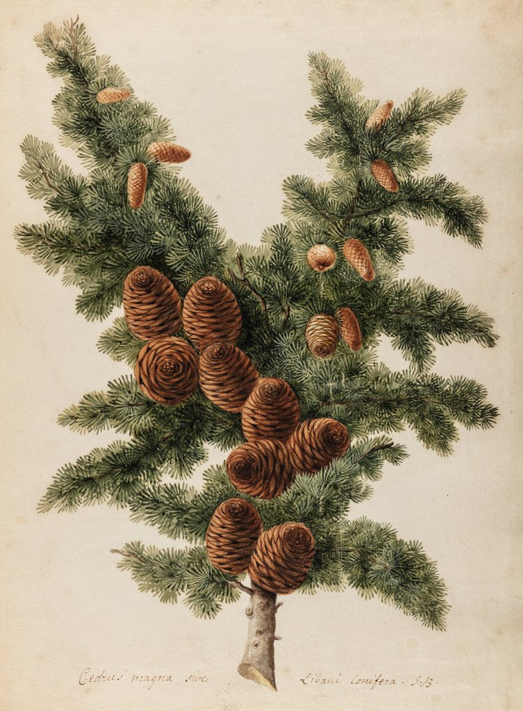 Cedar of Lebanon specimen by Jacob van Huysum