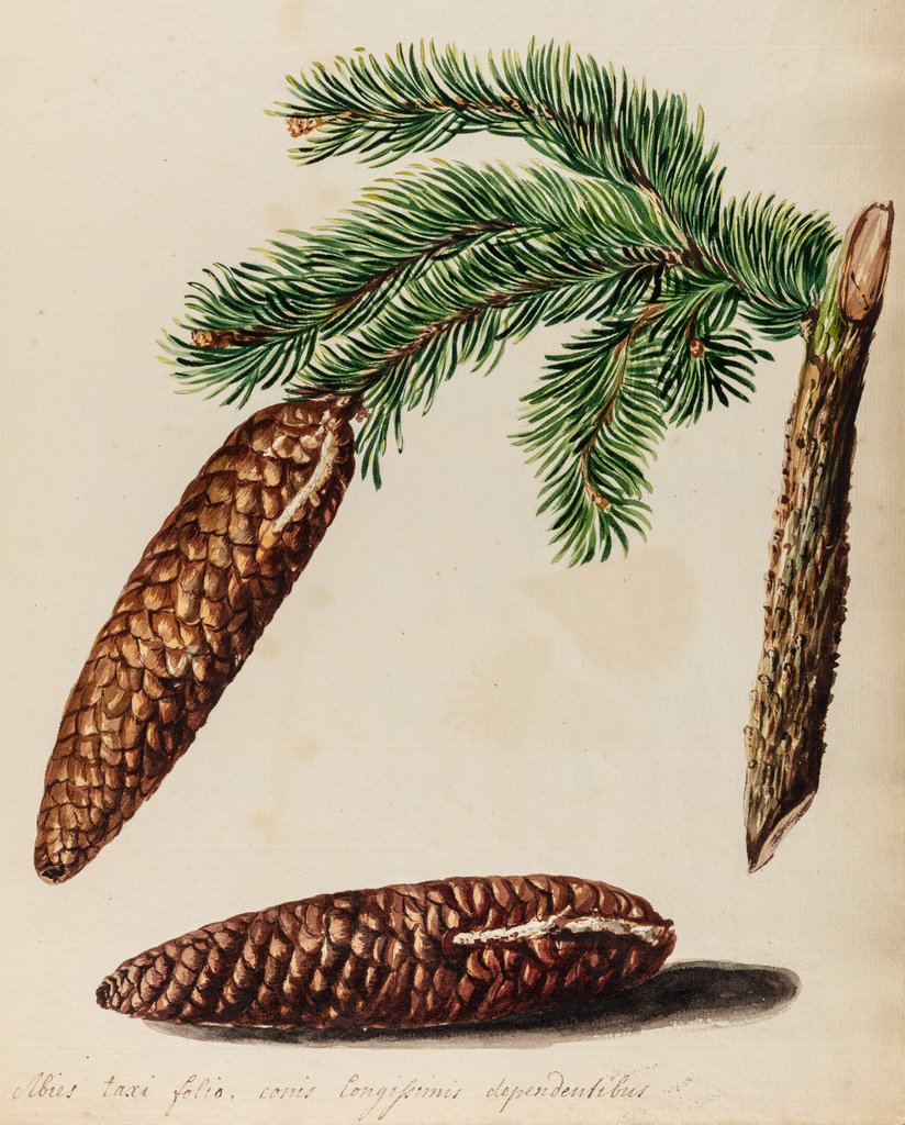 Detail of Fir tree specimen by Jacob van Huysum