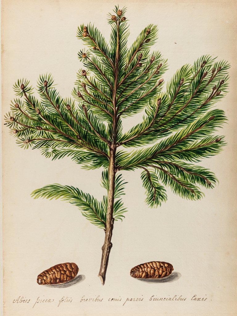 Spruce fir tree specimen by Jacob van Huysum