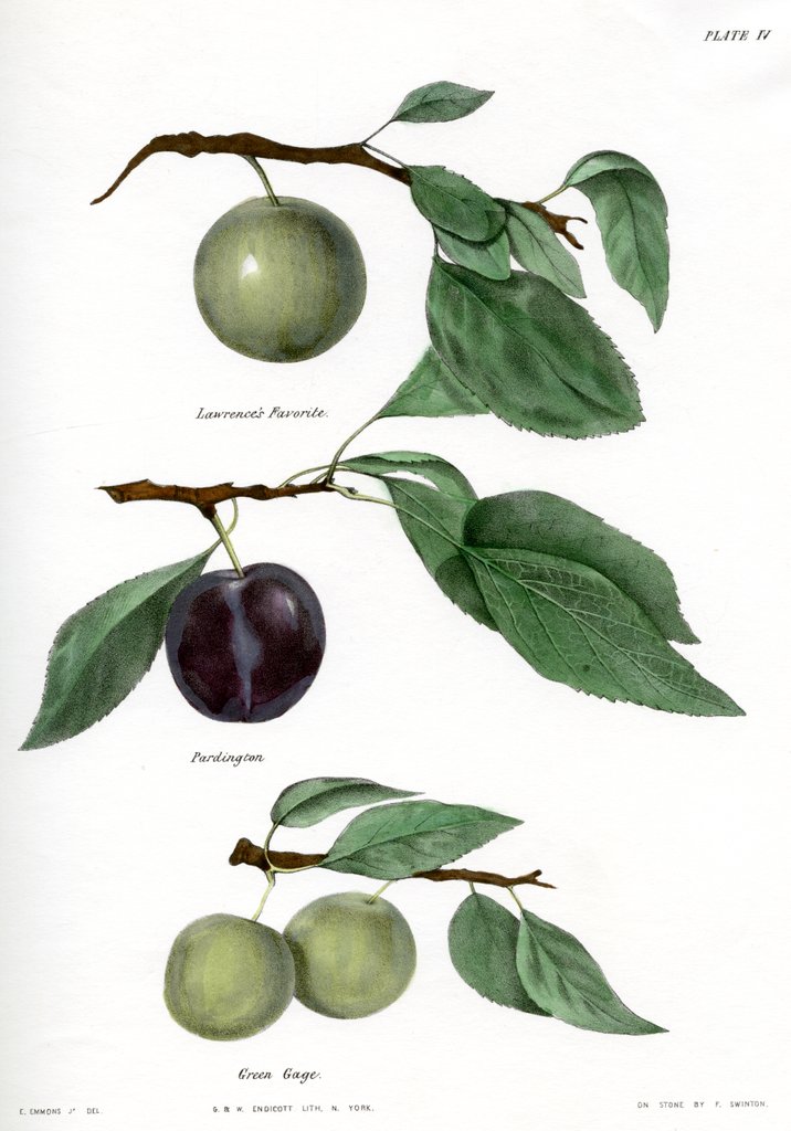 Detail of Plum varieties by Ebenezer Emmons junior