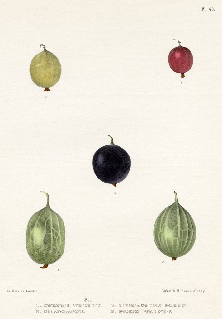 Gooseberry varieties by Frederick J Swinton