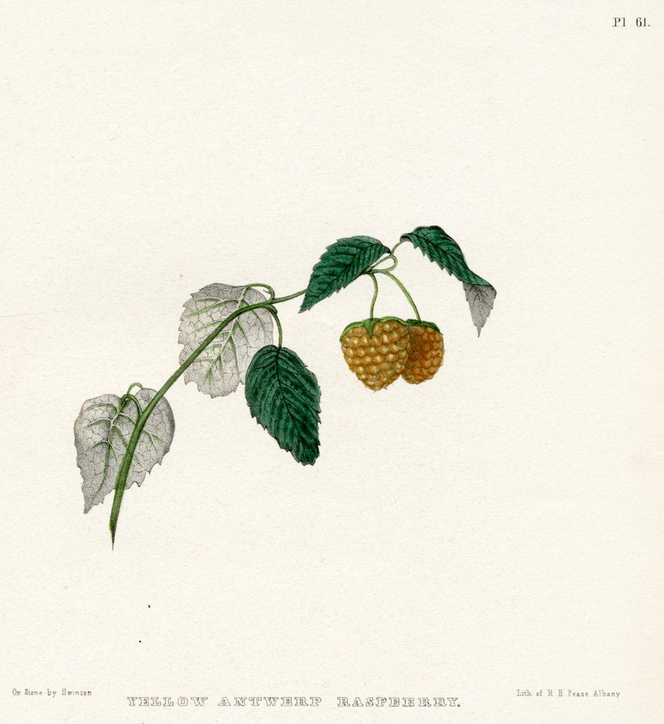 Detail of ‘Yellow Antwerp raspberry’ by Frederick J Swinton