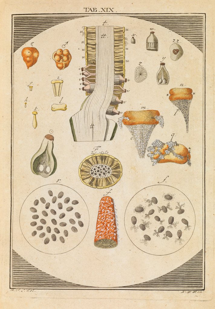 Detail of Arum lily dissected by Martin Frobene Ledermuller