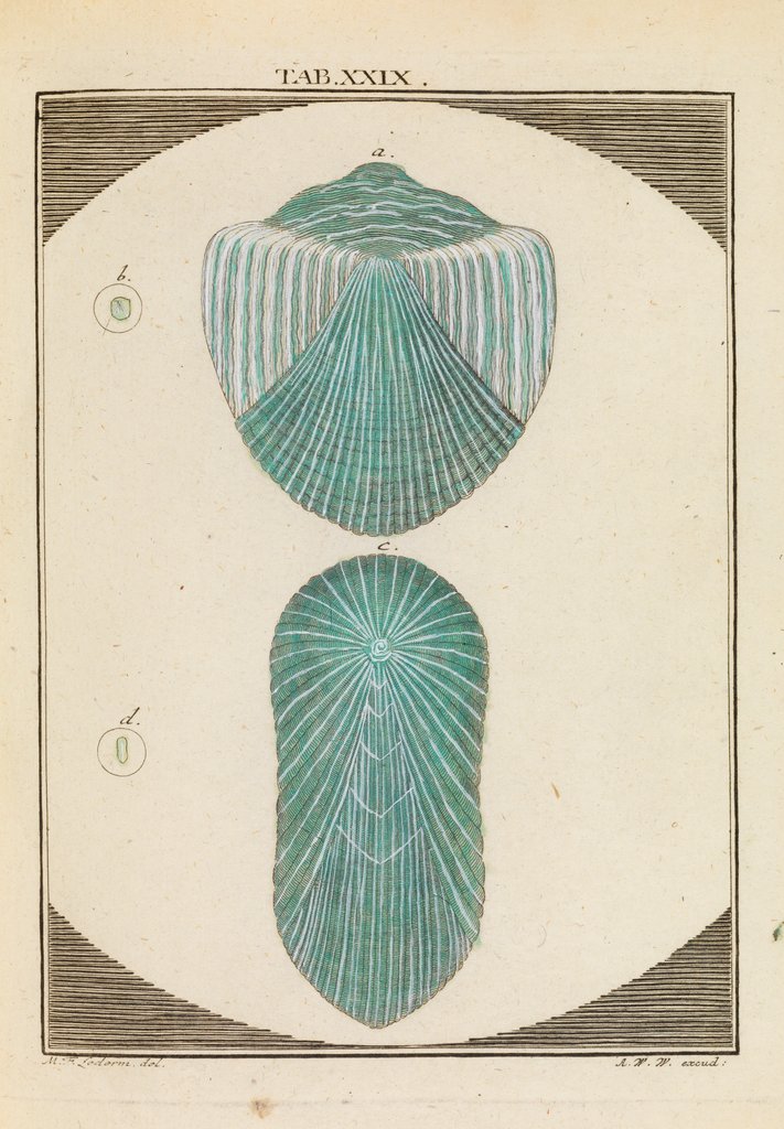 Detail of Fish scales by Martin Frobene Ledermuller