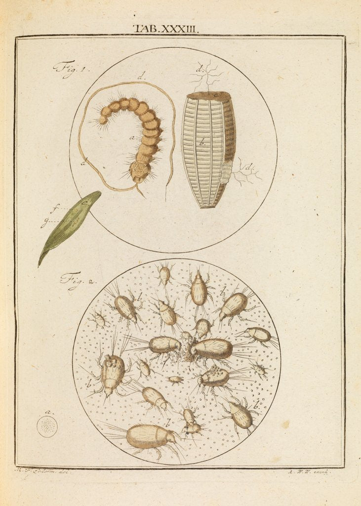 Detail of Caterpillar and flour mites by Martin Frobene Ledermuller