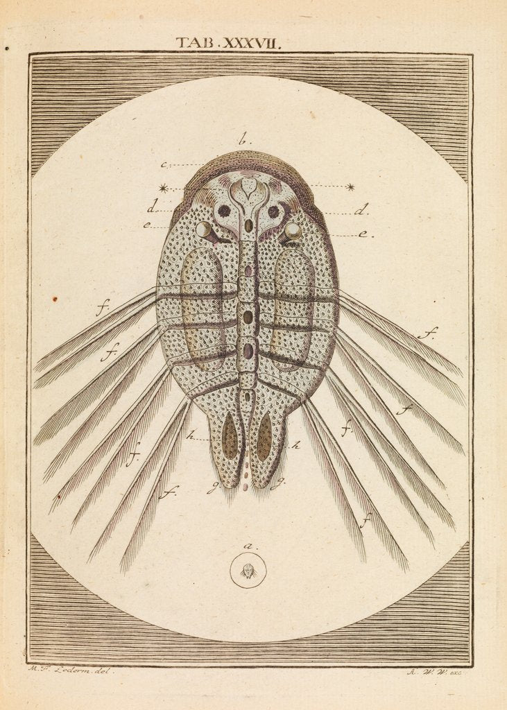 Detail of Carp louse by Martin Frobene Ledermuller
