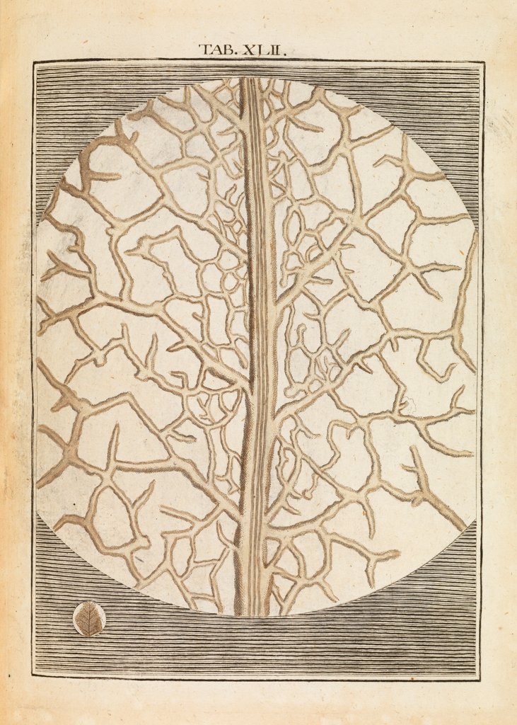 Detail of Pear leaf structure by Martin Frobene Ledermuller