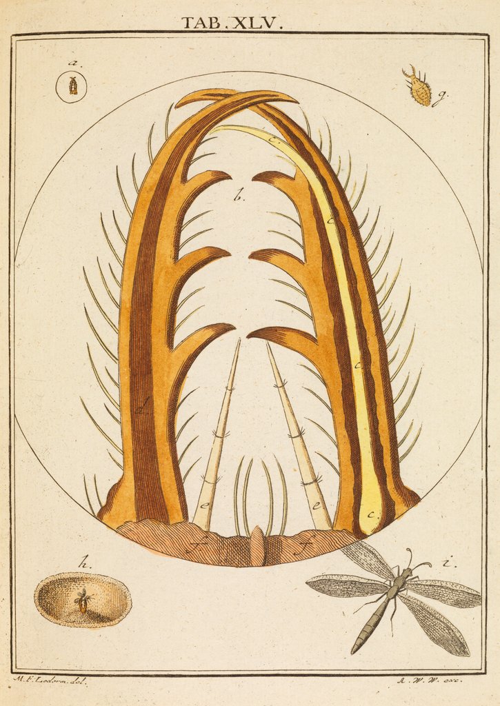 Detail of Antlion jaws by Martin Frobene Ledermuller