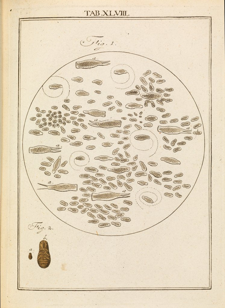 Detail of Micro-organisms by Martin Frobene Ledermuller