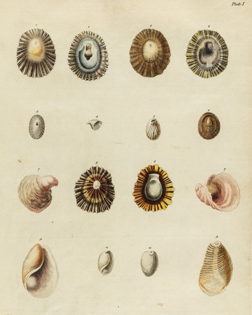 Shell specimens by Emanuel Mendes da Costa