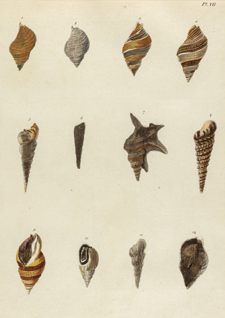 Shell Specimens Shell specimens posters & prints by Emanuel Mendes da Costa