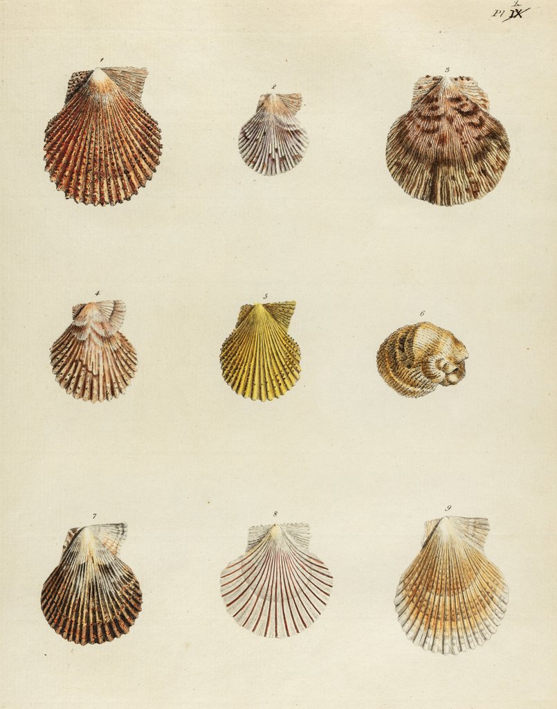 Detail of Shell specimens by Emanuel Mendes da Costa